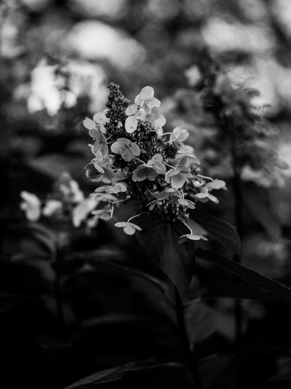 grayscale photo of white flowers