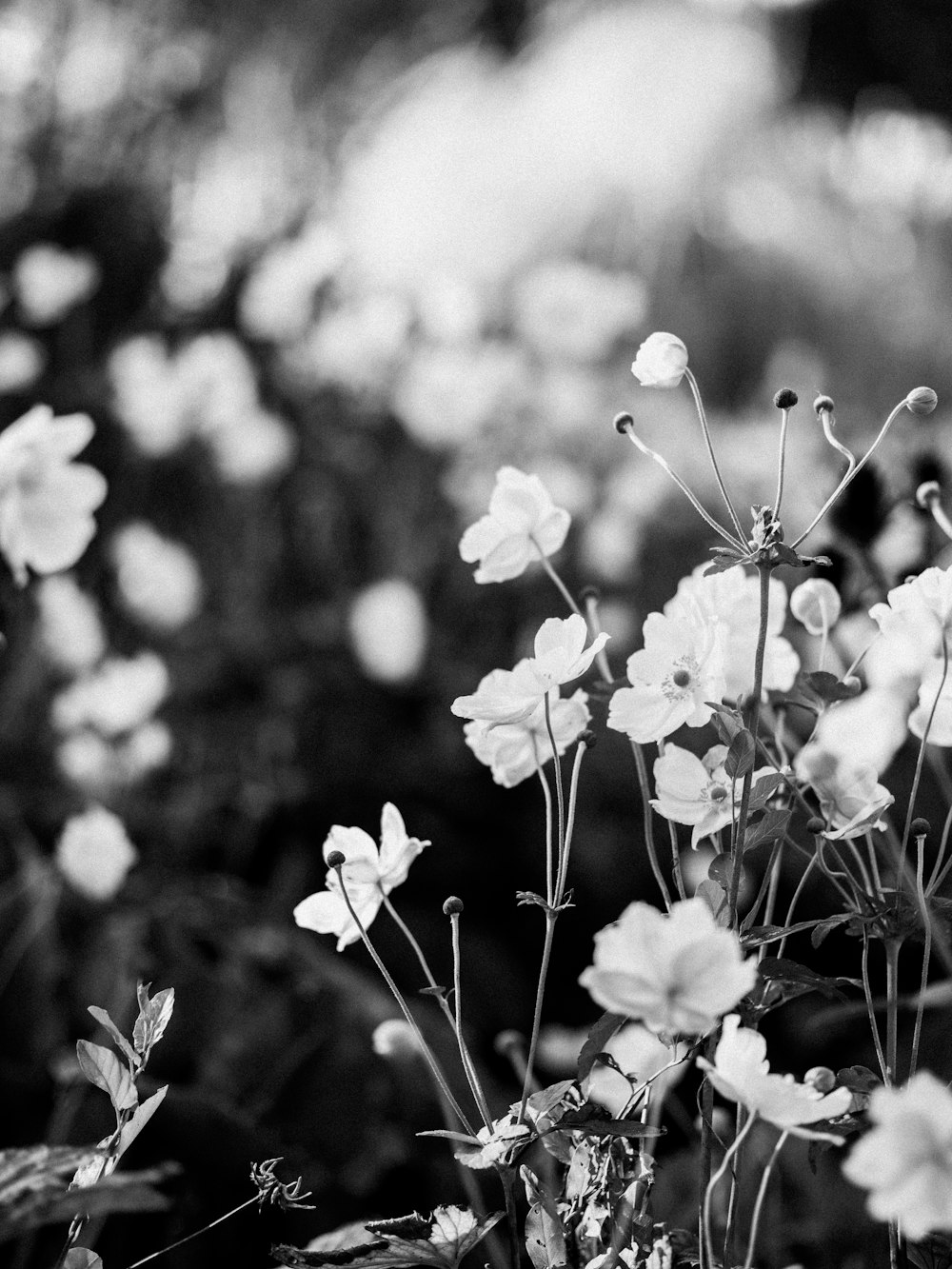 grayscale photo of white flowers