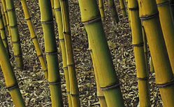 green bamboo tree on brown grass