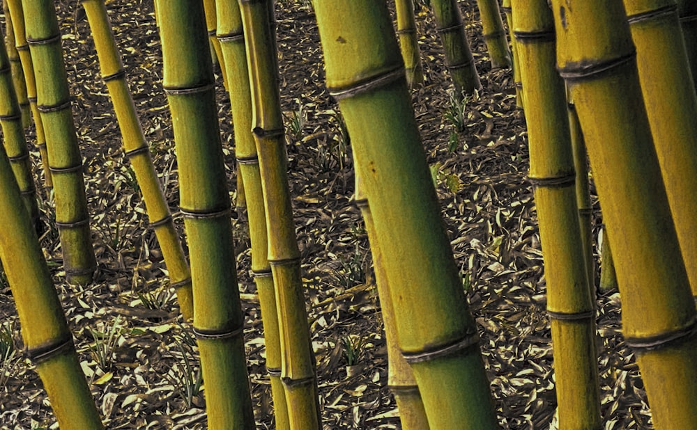 green bamboo tree on brown grass