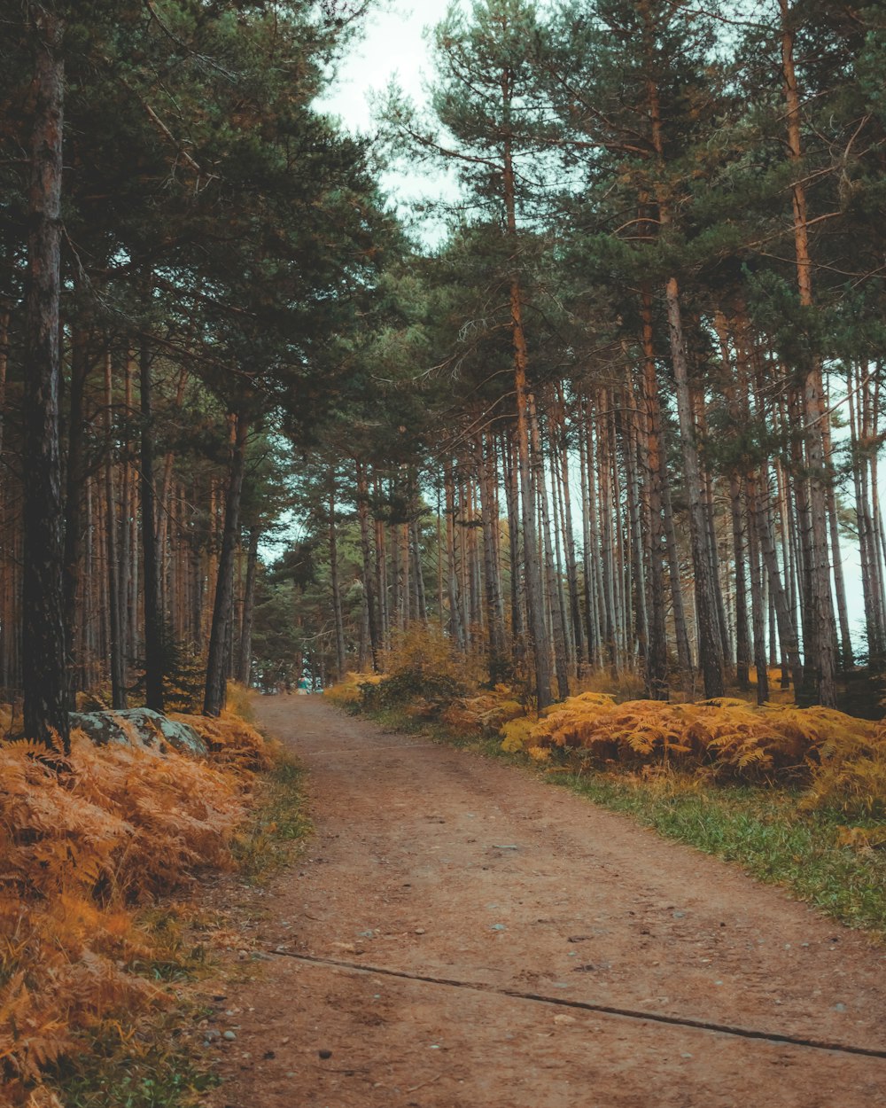 brown dirt road in between trees during daytime