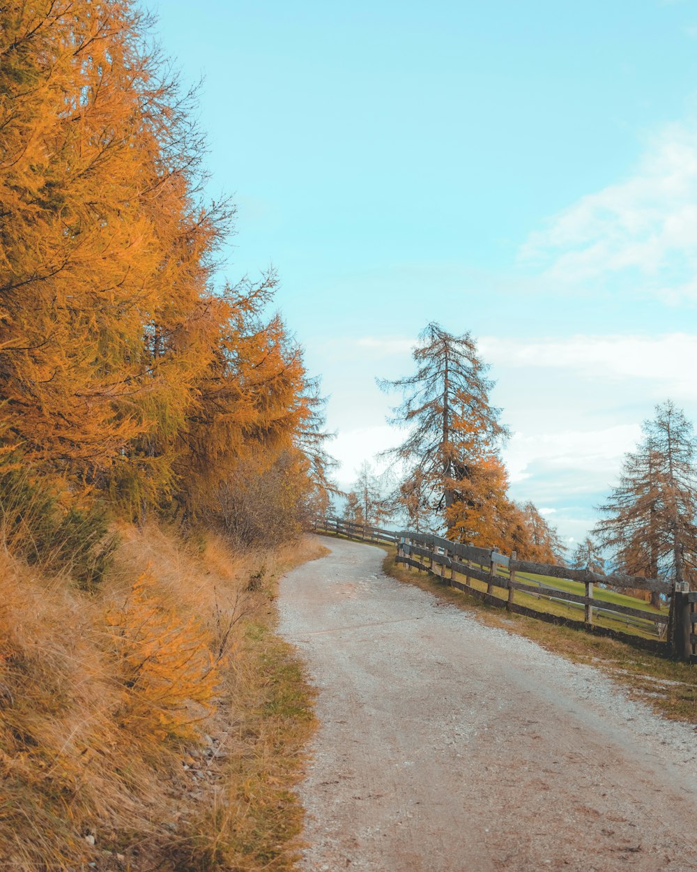 brown trees beside brown wooden fence under blue sky during daytime