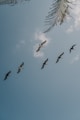 low angle photography of flock of birds flying under blue sky during daytime