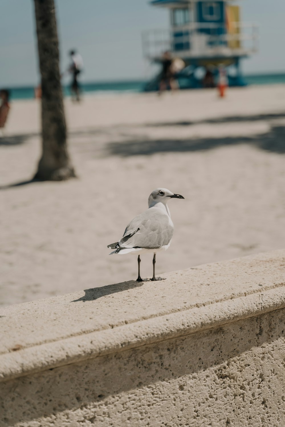 white and gray bird on brown concrete wall near body of water during daytime