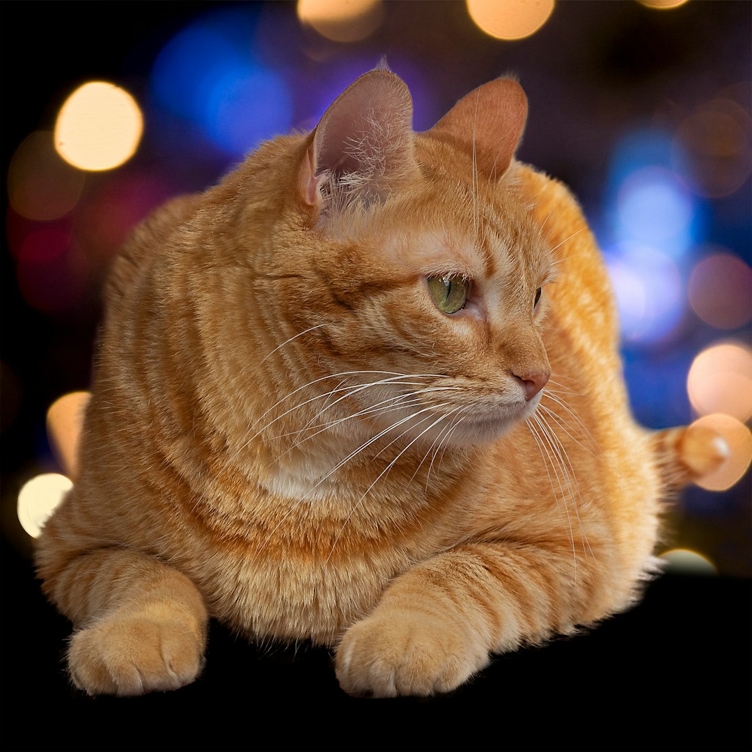 orange tabby cat on black background