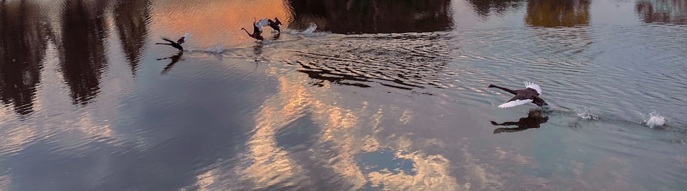 people in water during daytime