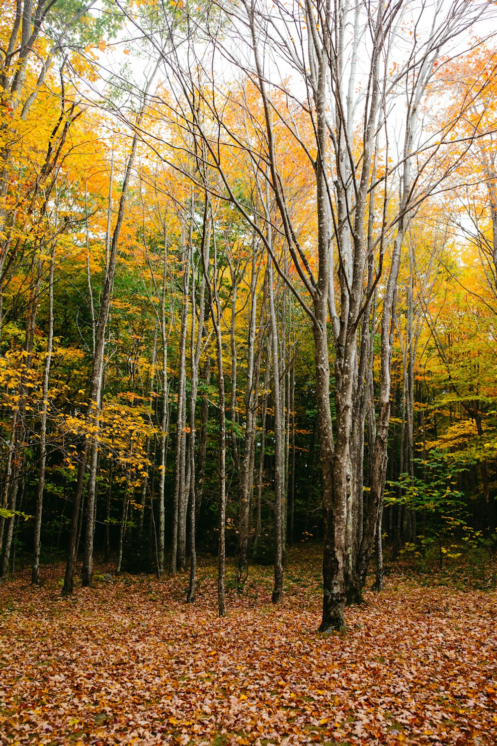 brown and green trees during daytime