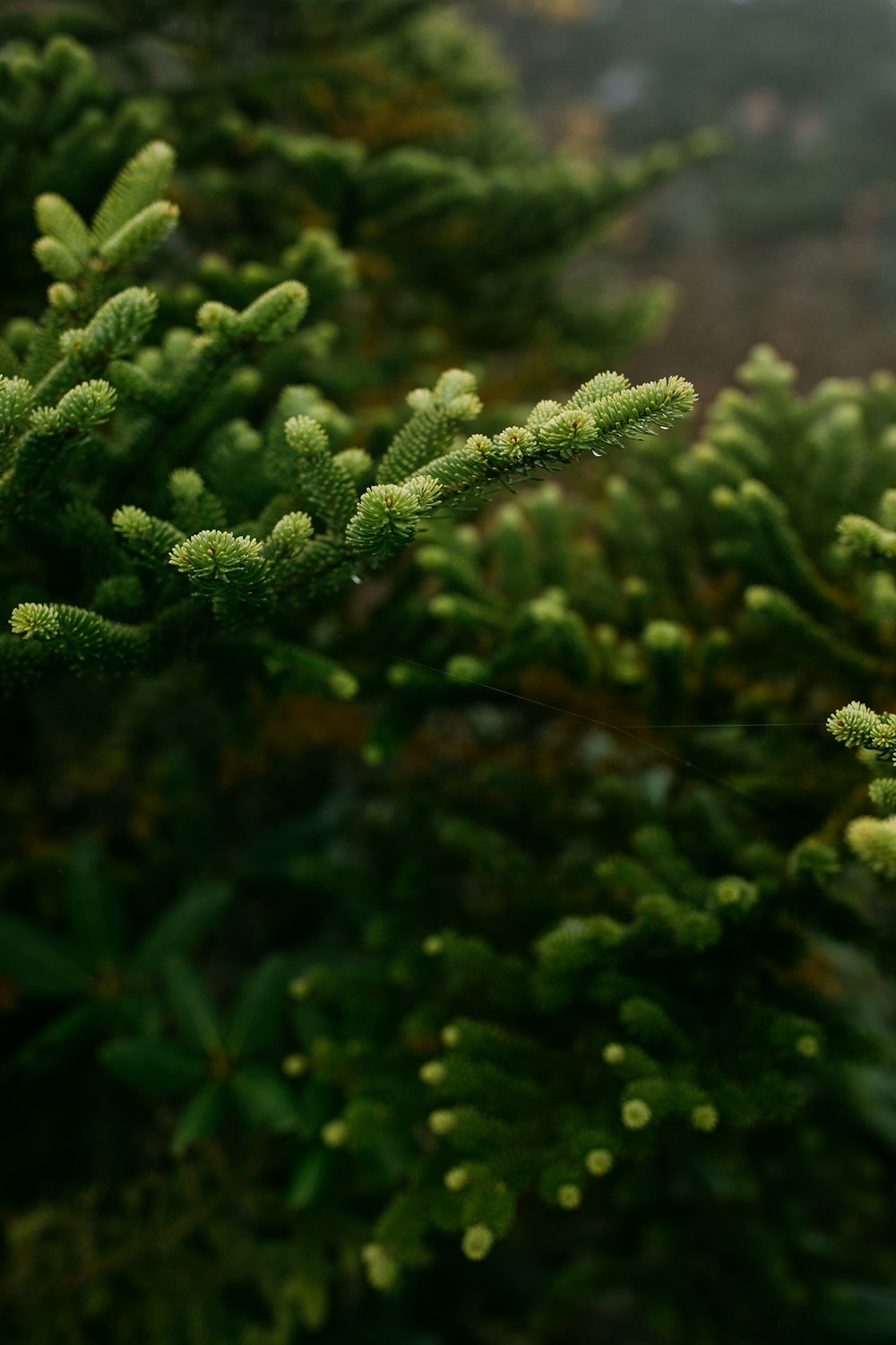 green plant in close up photography