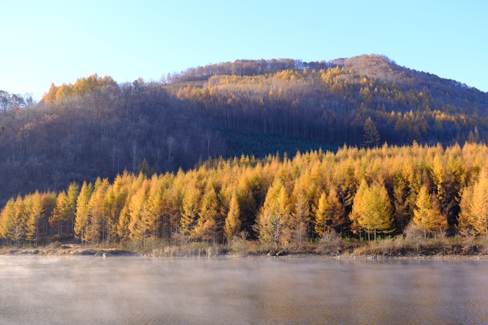 green and brown trees beside river during daytime