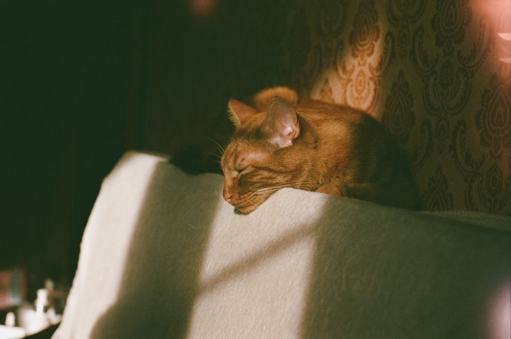 brown tabby cat on white textile