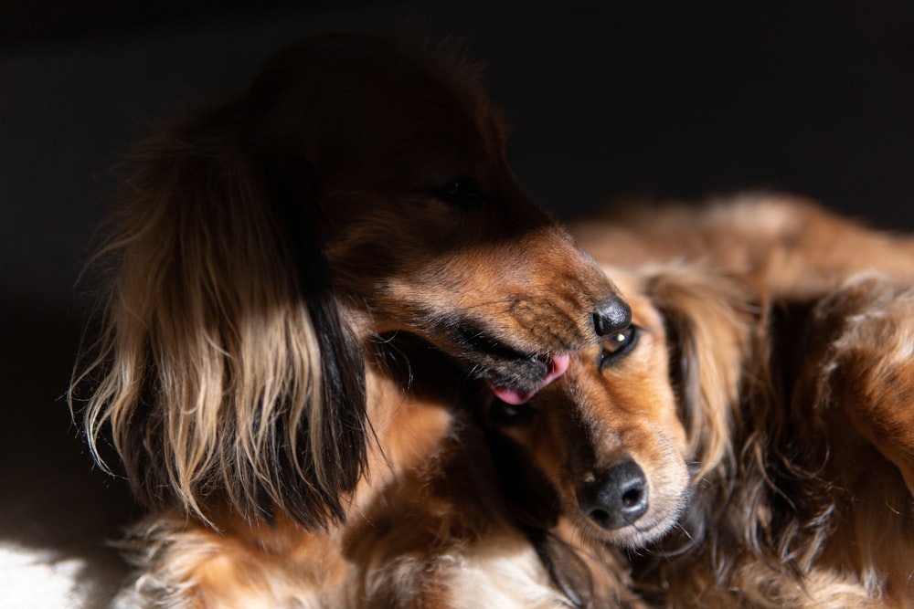 brown and white long coated dog