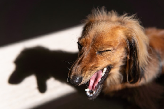 dogAdvisor ✲ dog advisor ✲ Blog for new dog owners ✲ dog Advisor ✲ 