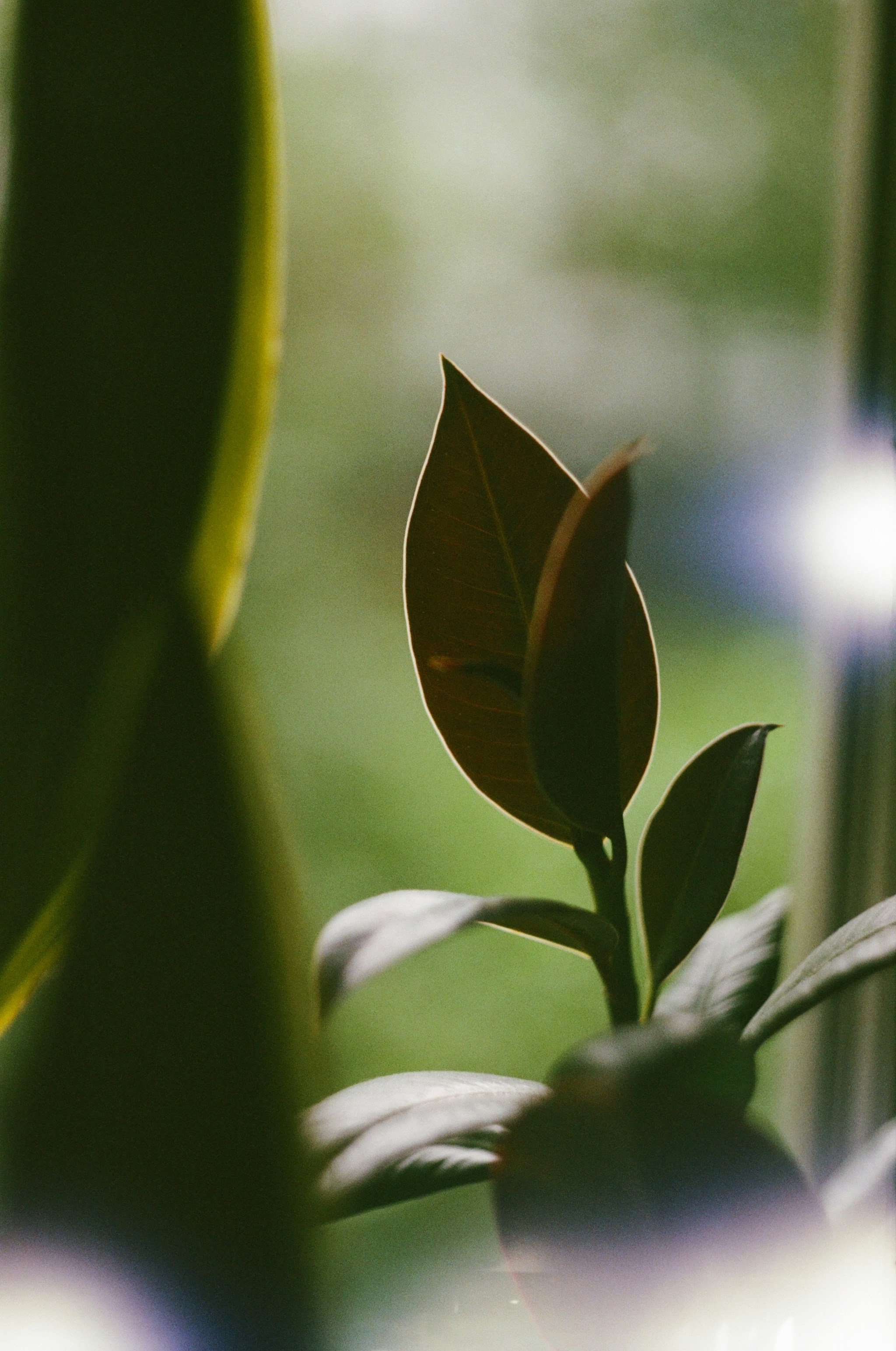 green leaves in tilt shift lens