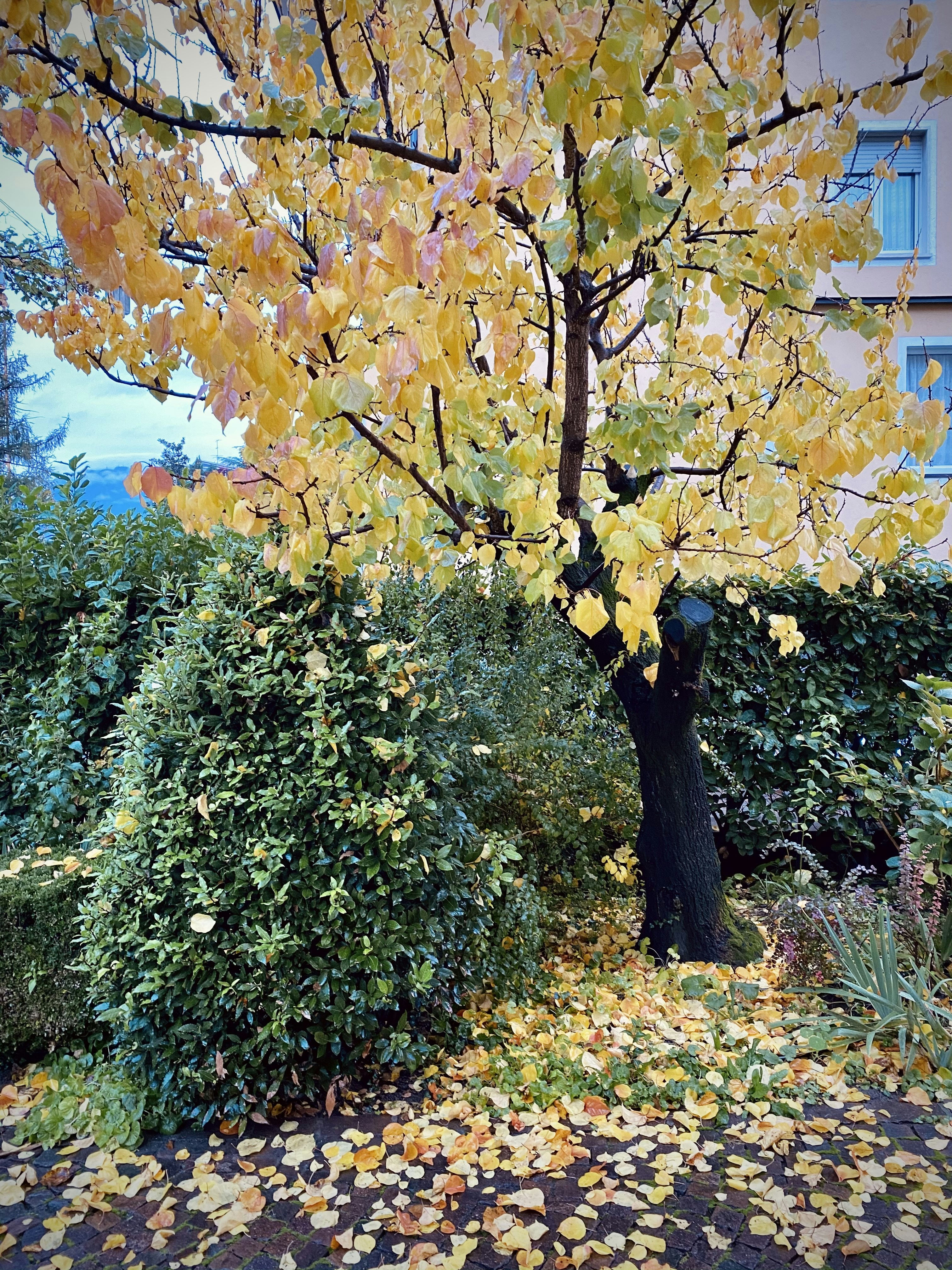 가을에 만나는 아름다운 꽃들
