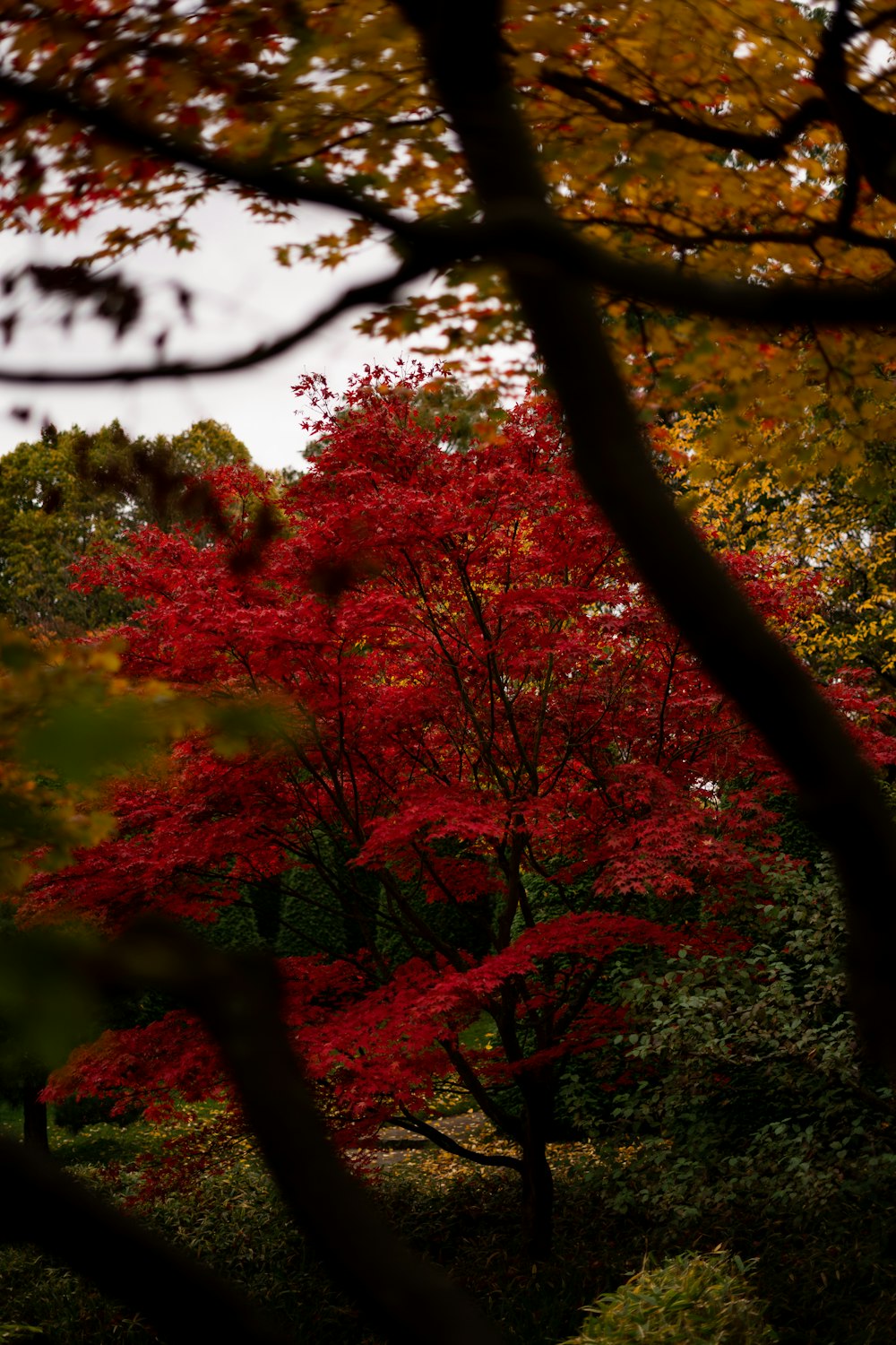 red and yellow leaves on tree