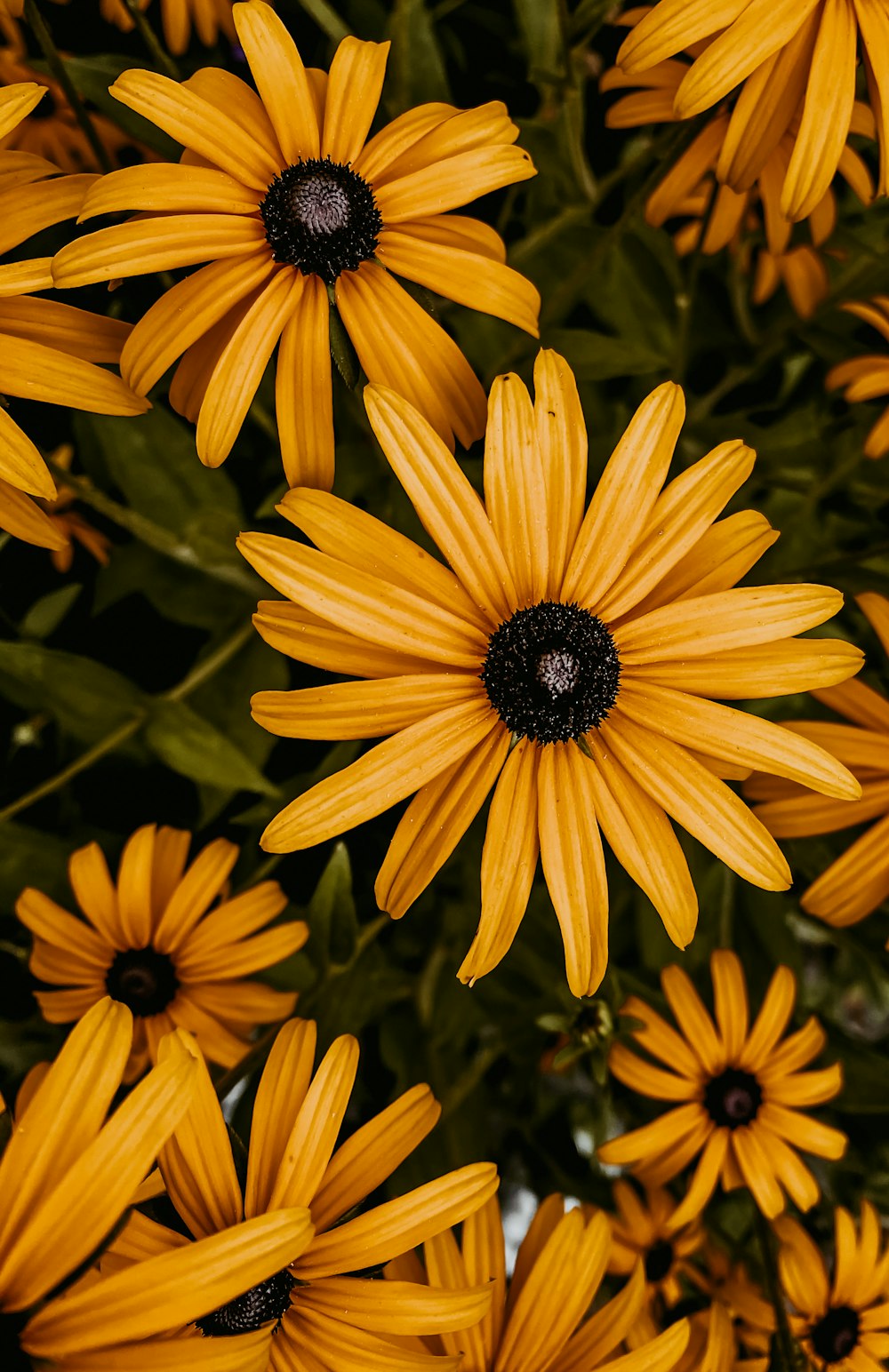 yellow flower in macro shot