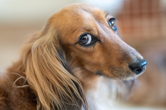 A close-up portrait of a small, long-haired dog with golden-brown fur and expressive eyes. The dog's head is slightly turned, showing its shiny coat and alert expression. The background is softly blurred, emphasizing the dog's focused gaze.