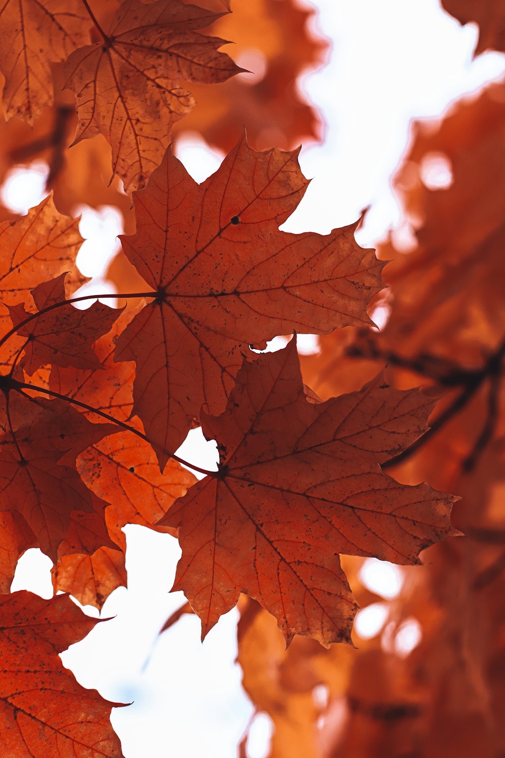 brown maple leaf in close up photography