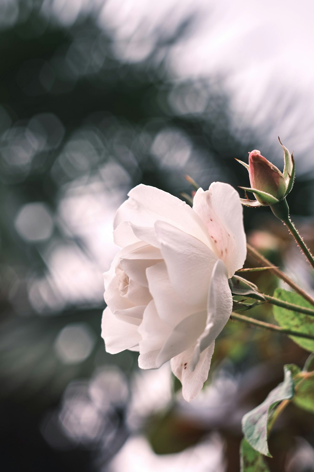 white rose in close up photography