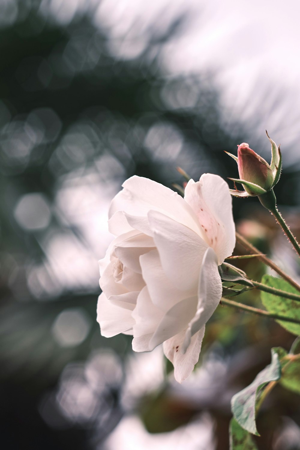 rosa branca na fotografia de perto