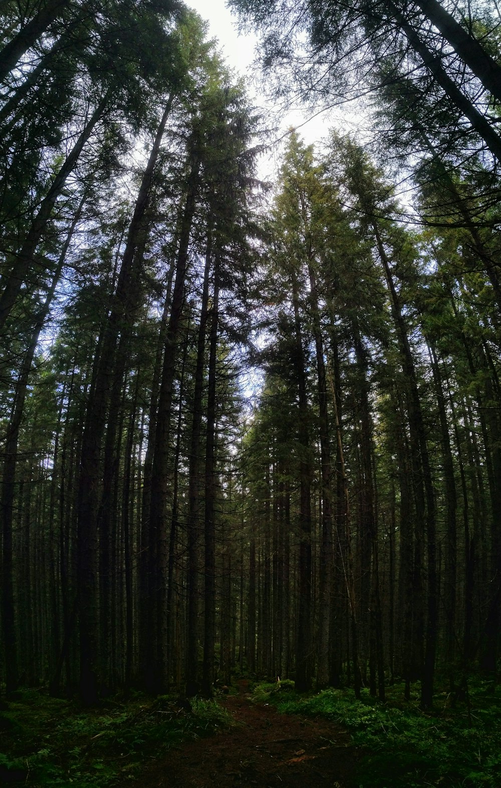 green trees under white sky during daytime