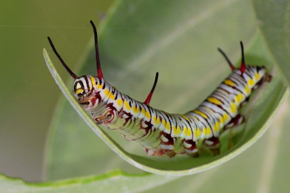 yellow and black caterpillar on green leaf