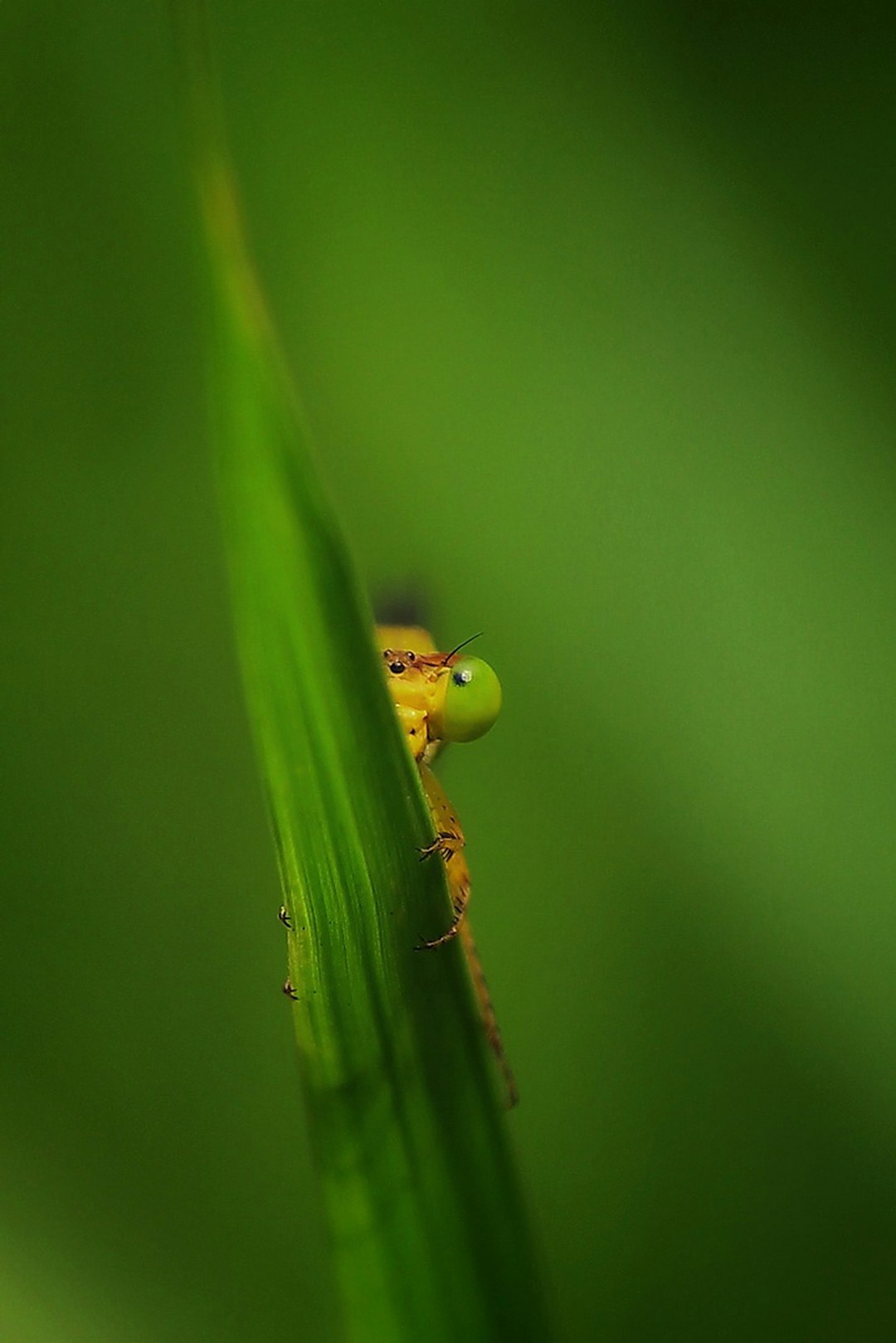 green ant on green leaf