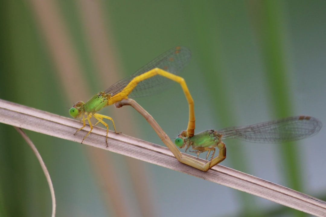 green and brown dragonfly on brown stick