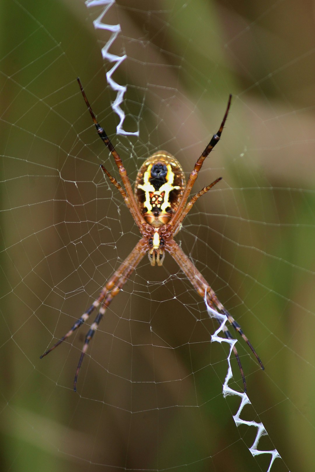 brown and white spider web in close up photography