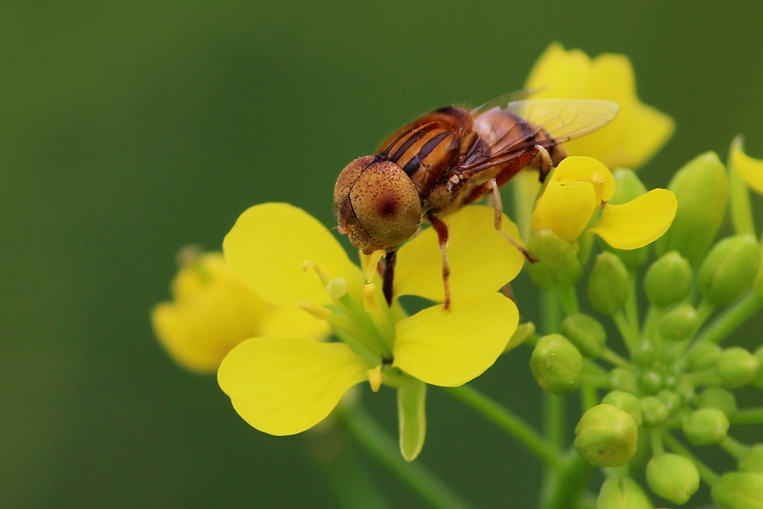 brown and black bee on yellow flower