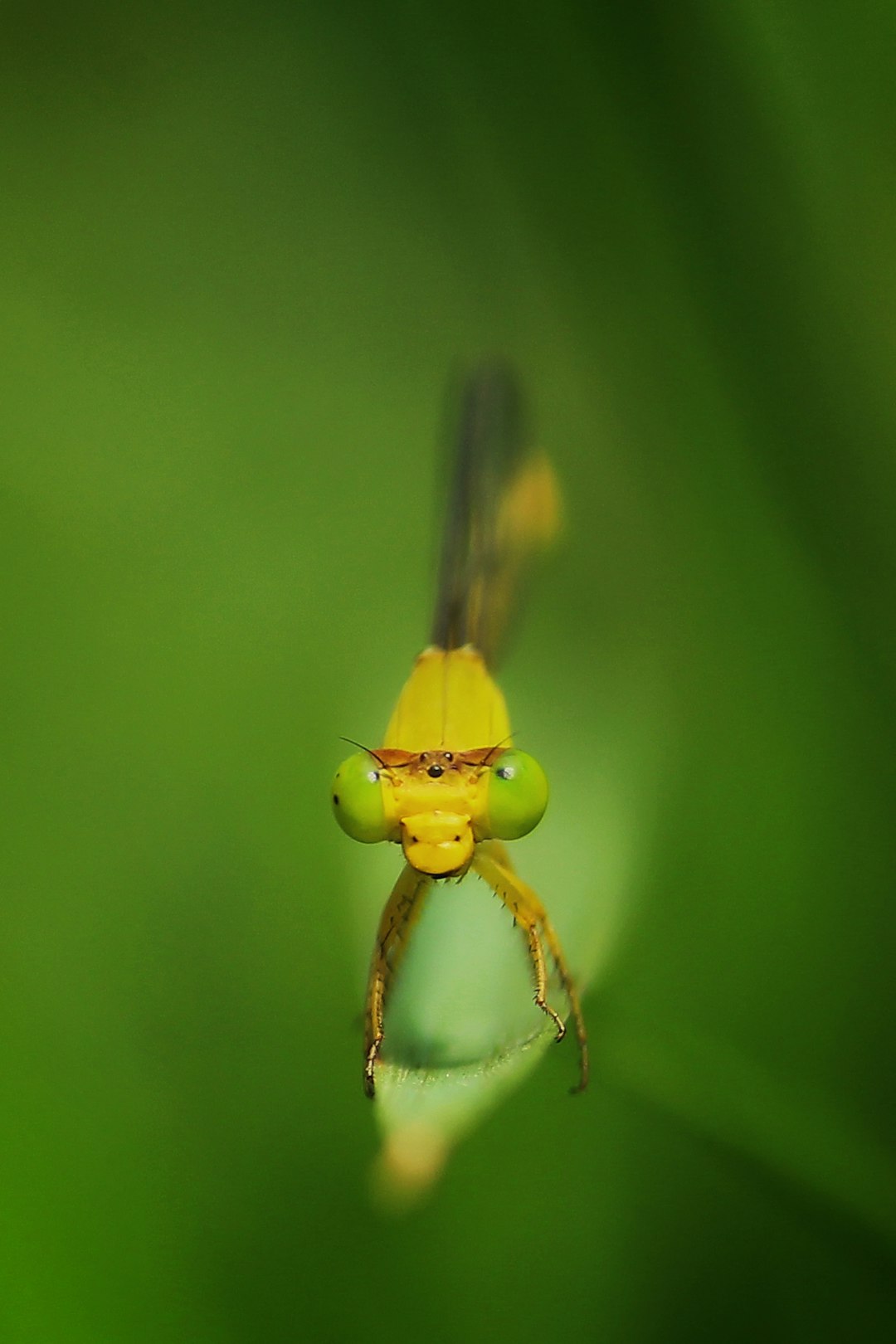 green and brown dragonfly in macro photography