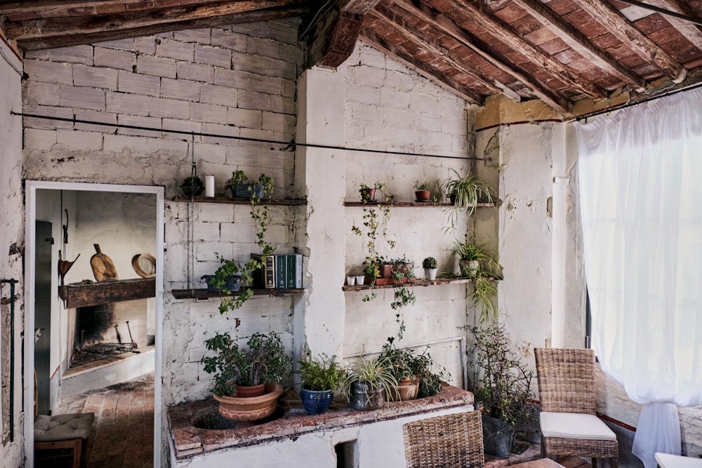 potted plants on white concrete wall