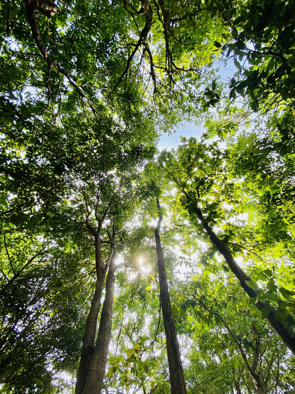 green trees under white sky during daytime