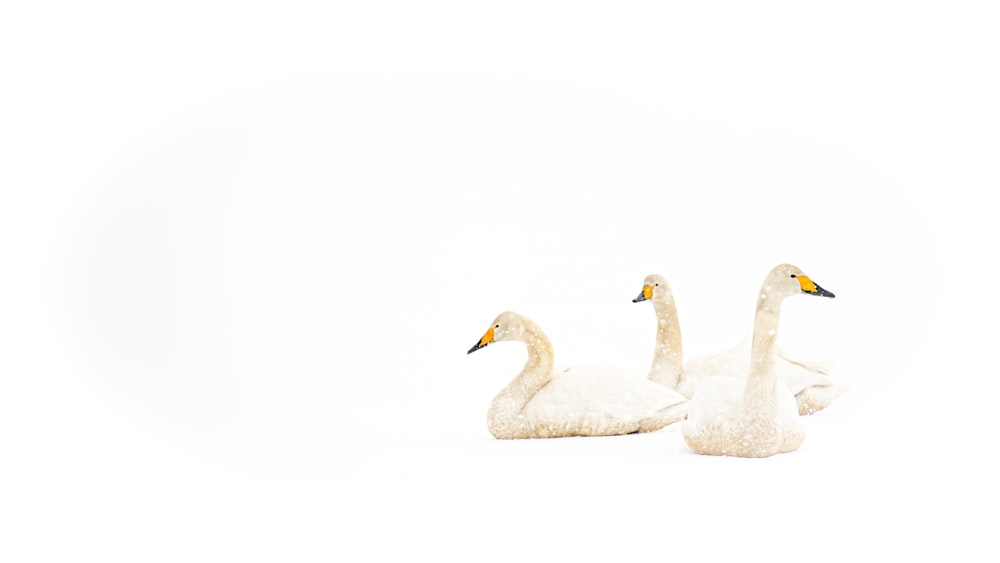 a couple of white swans sitting next to each other