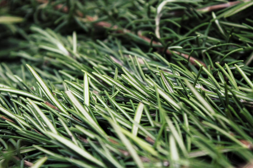 Hierba verde en la fotografía de primer plano