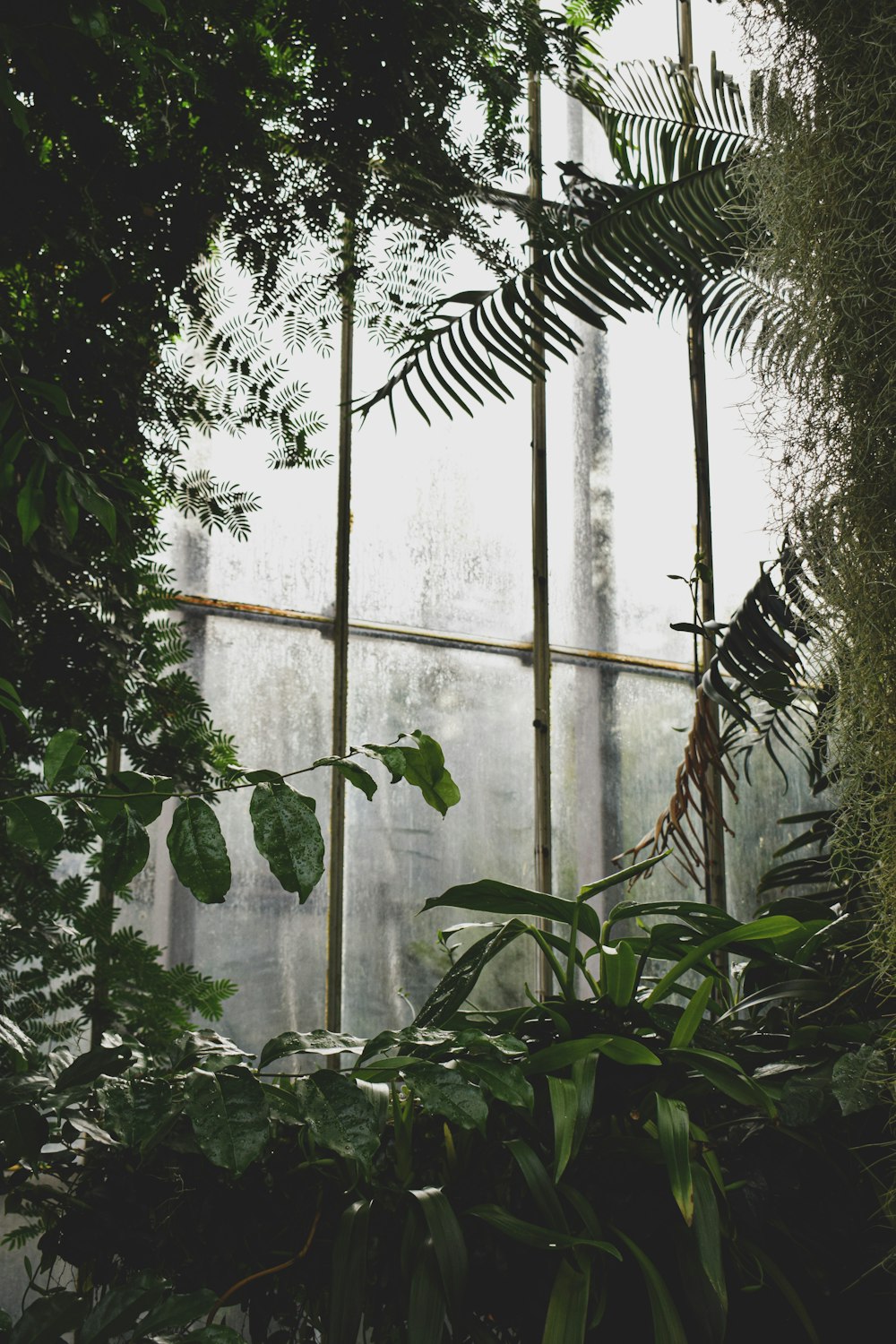 plantas de folhas verdes dentro da estufa