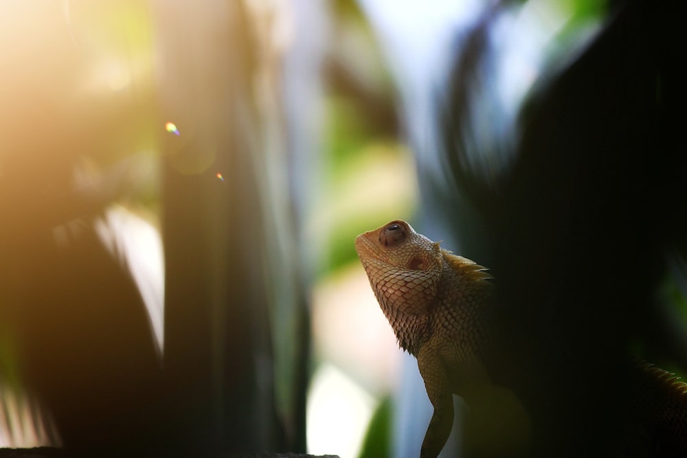 brown bearded dragon on green tree branch