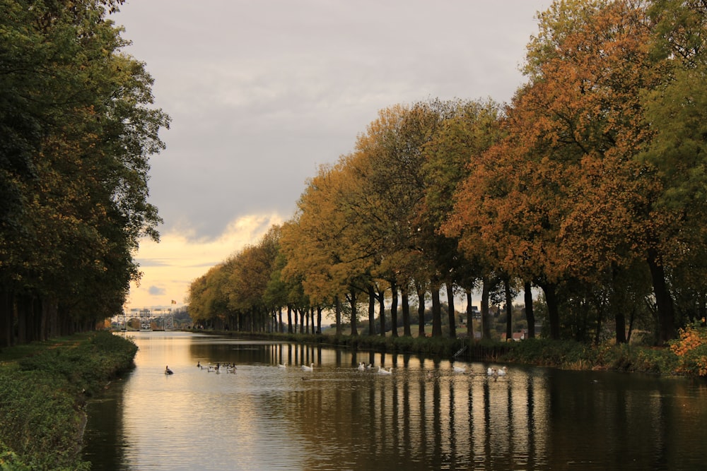 brown trees beside river during daytime