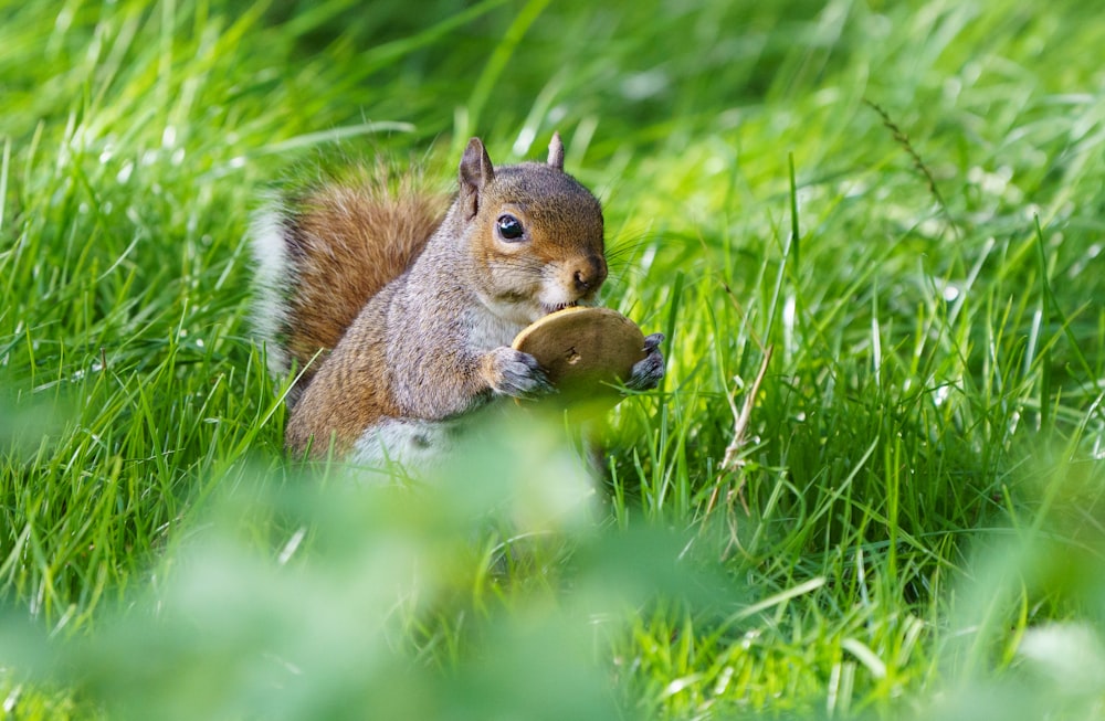 brown squirrel on green grass during daytime