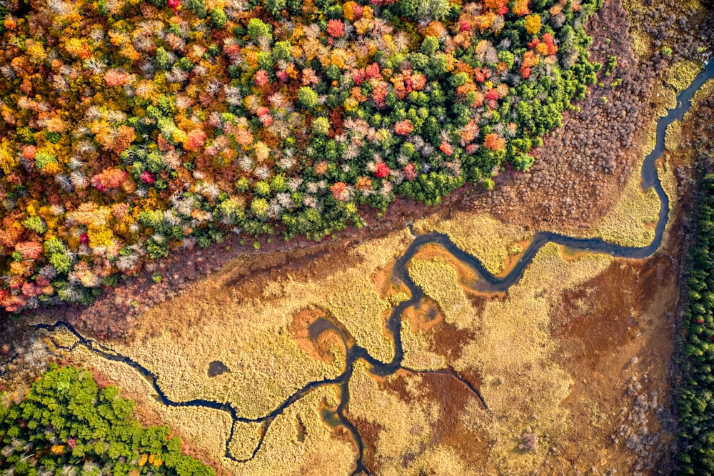 red and yellow flowers on brown soil