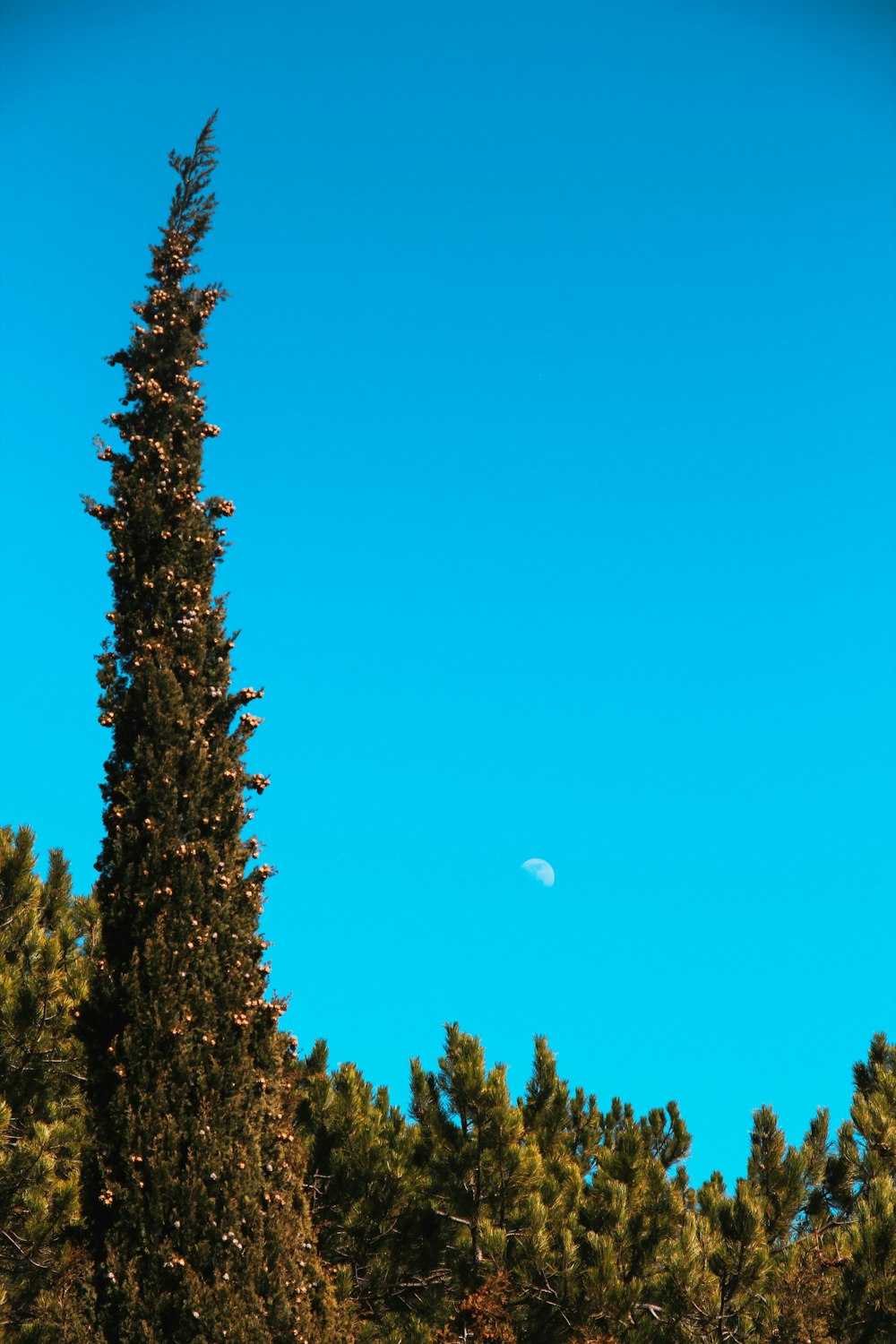 pino verde bajo el cielo azul durante el día