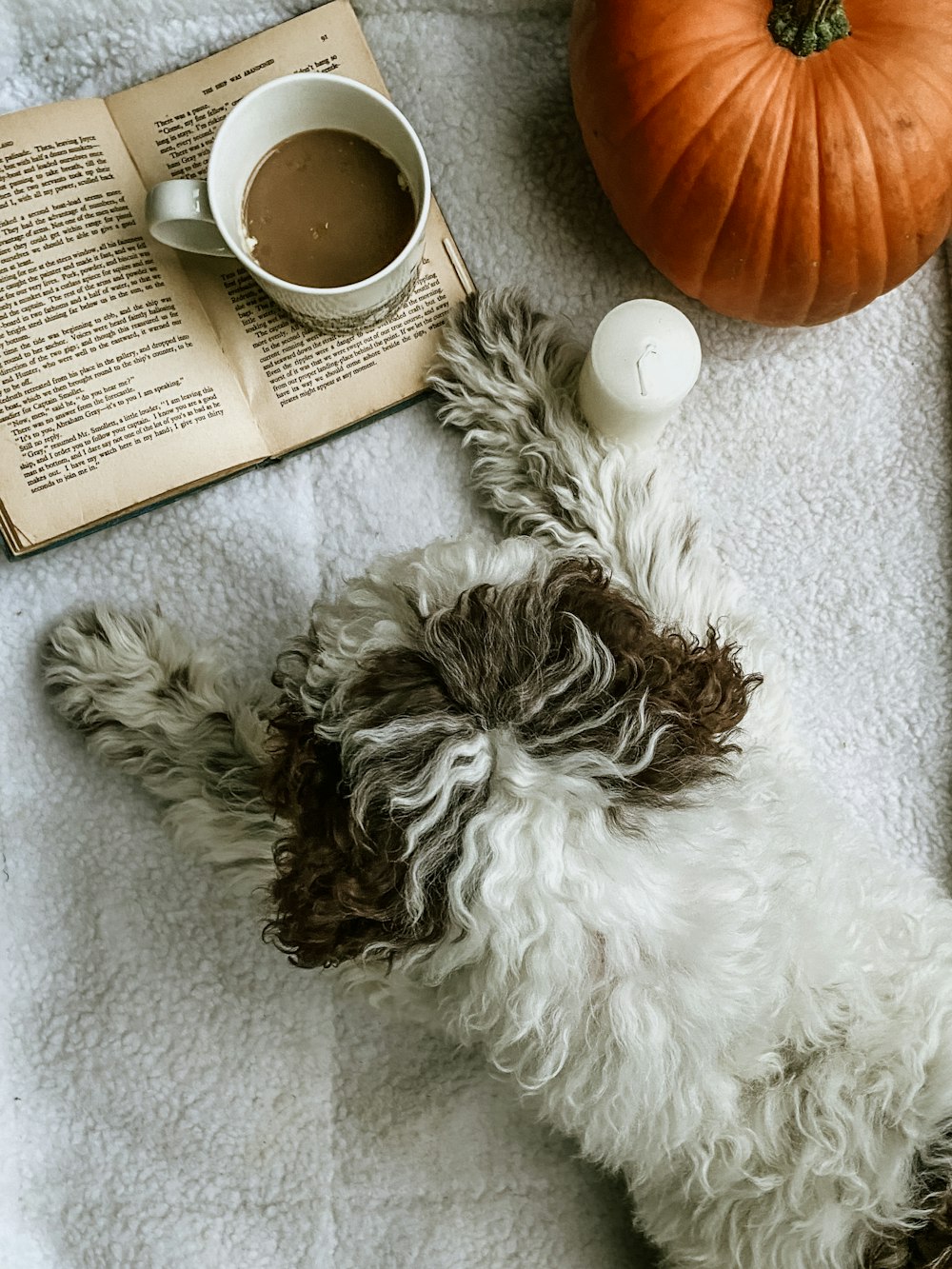 white and black long coated dog lying on white textile