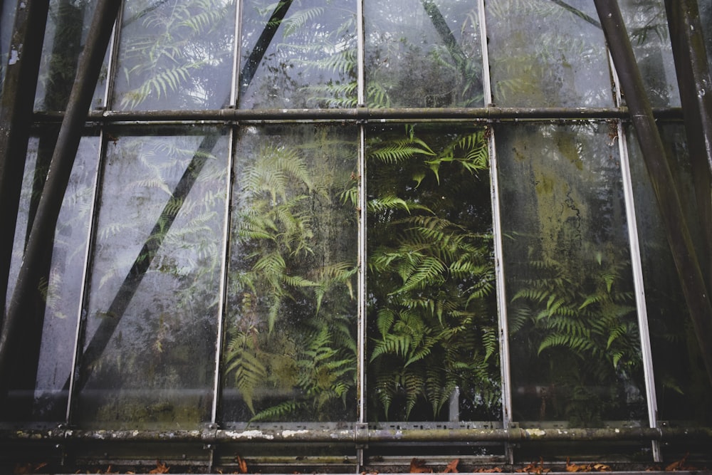 plantas verdes na estufa durante o dia