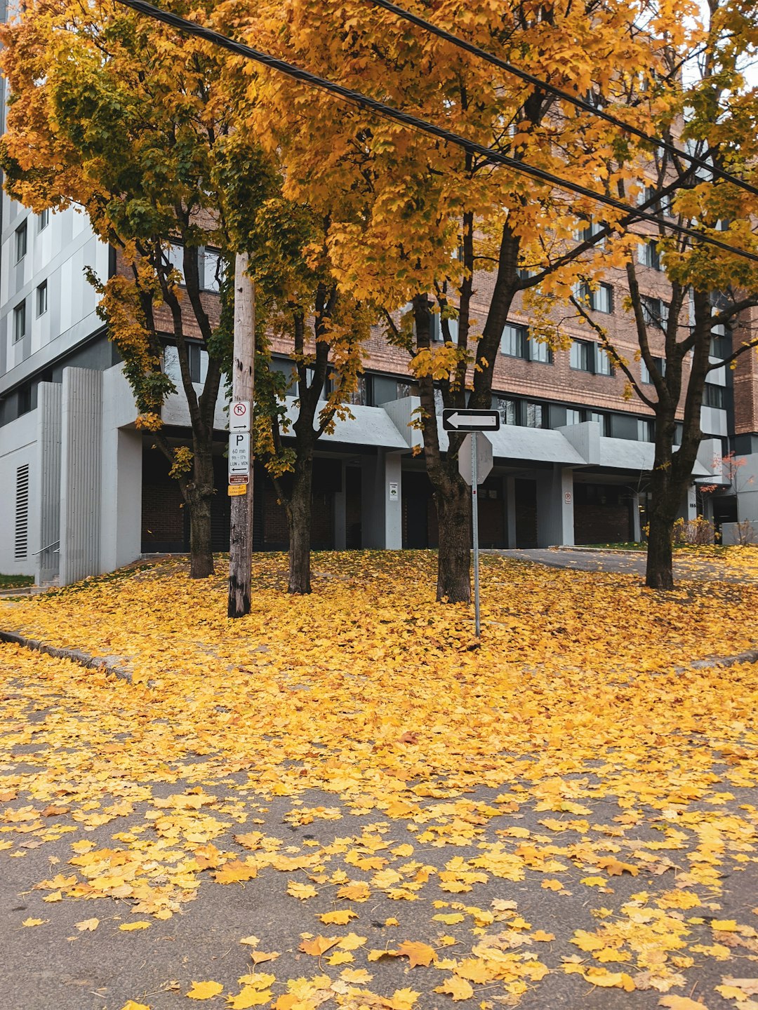 brown dried leaves on ground near white concrete building during daytime