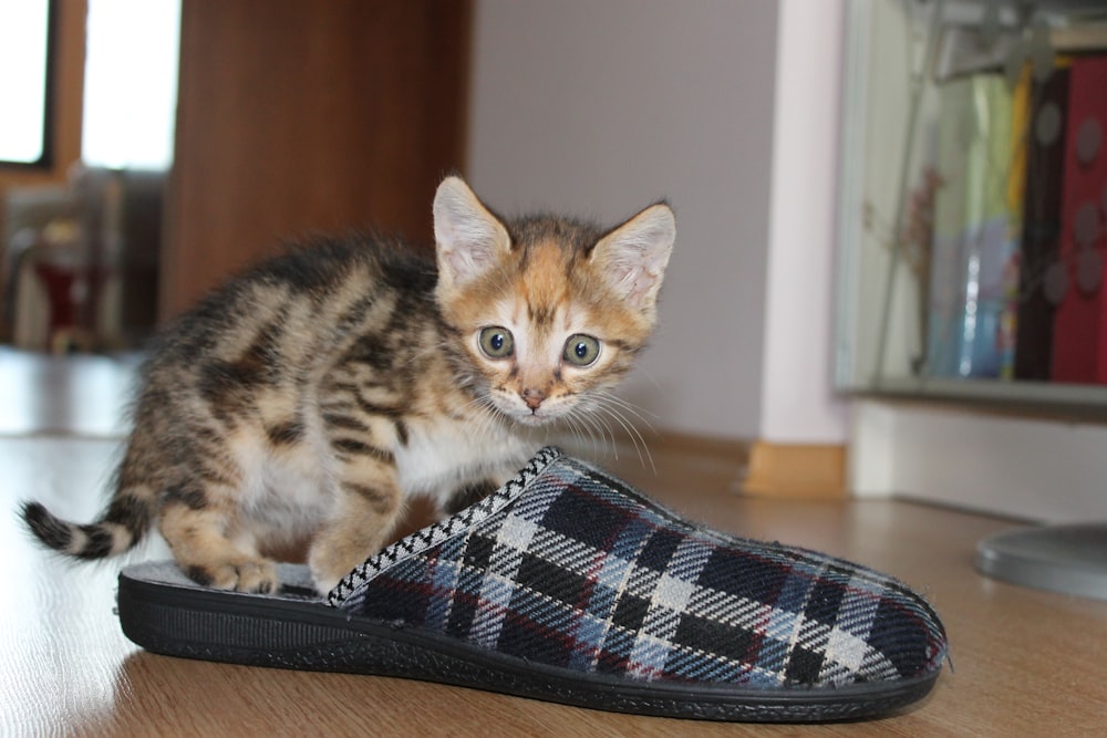 orange tabby kitten on black and white plaid textile