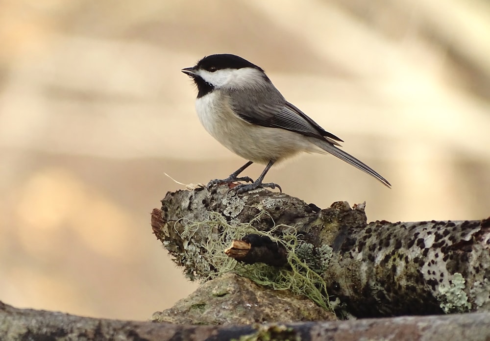 weißer und schwarzer Vogel am braunen Ast