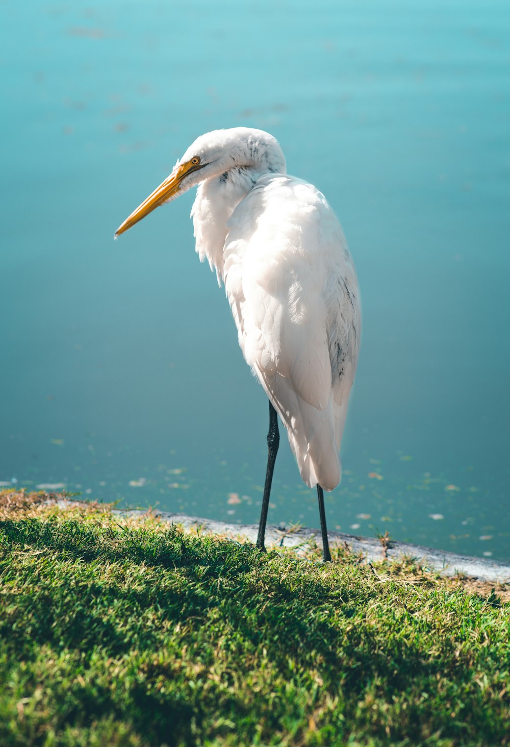 white bird on green grass near body of water during daytime