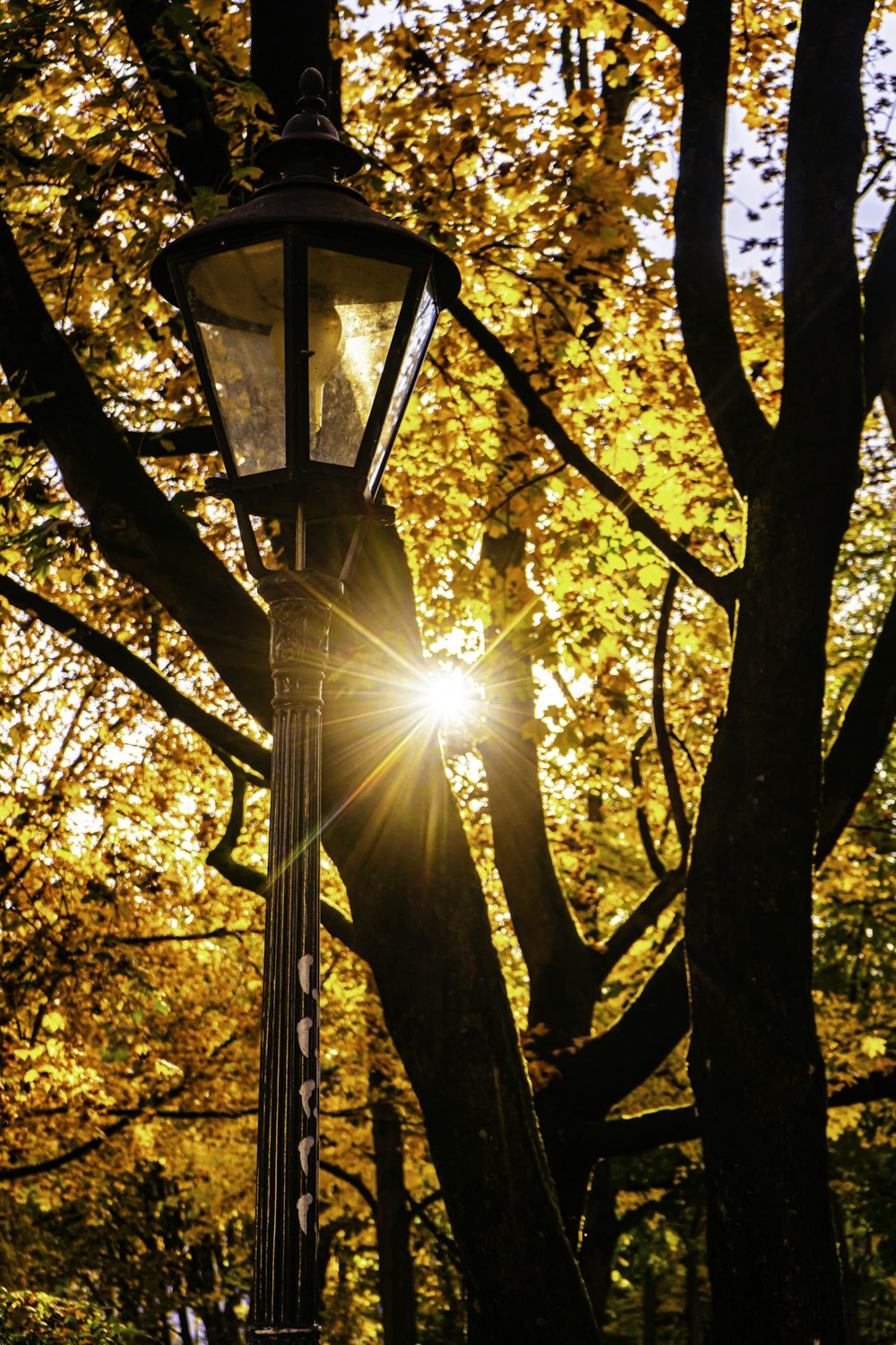 日中の黄色い葉の木の近くの黒い街灯柱