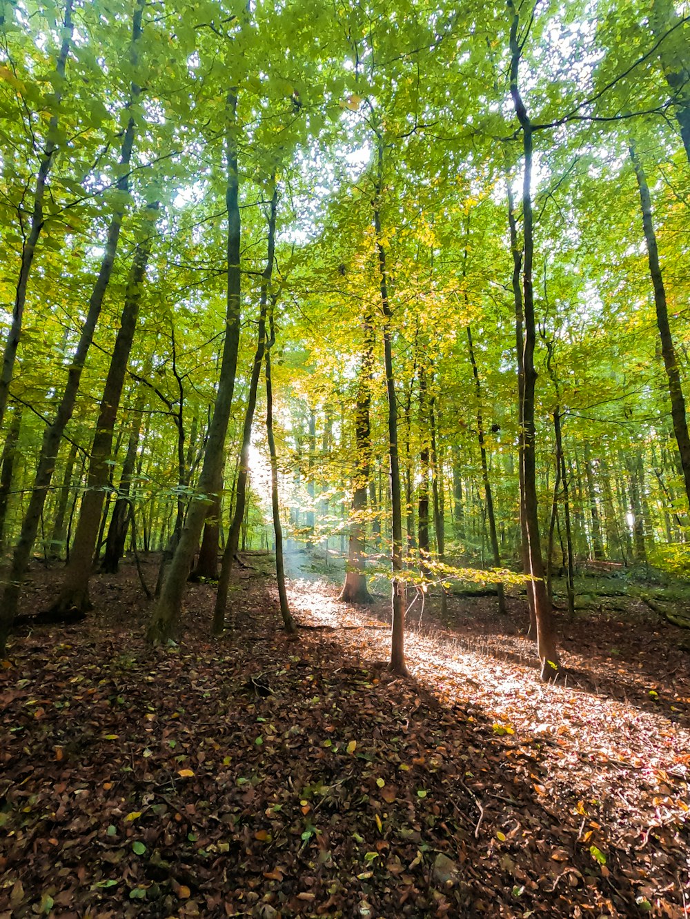 Grüne Bäume auf Wald während des Tages