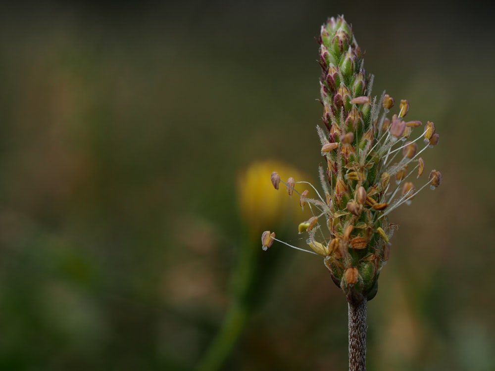 yellow butterfly perched on green flower in close up photography during daytime